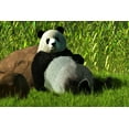 thumbnail image 2 of Eskridge, Daniel 32x23 White Modern Wood Framed Museum Art Print Titled - Reclining Panda, 2 of 4