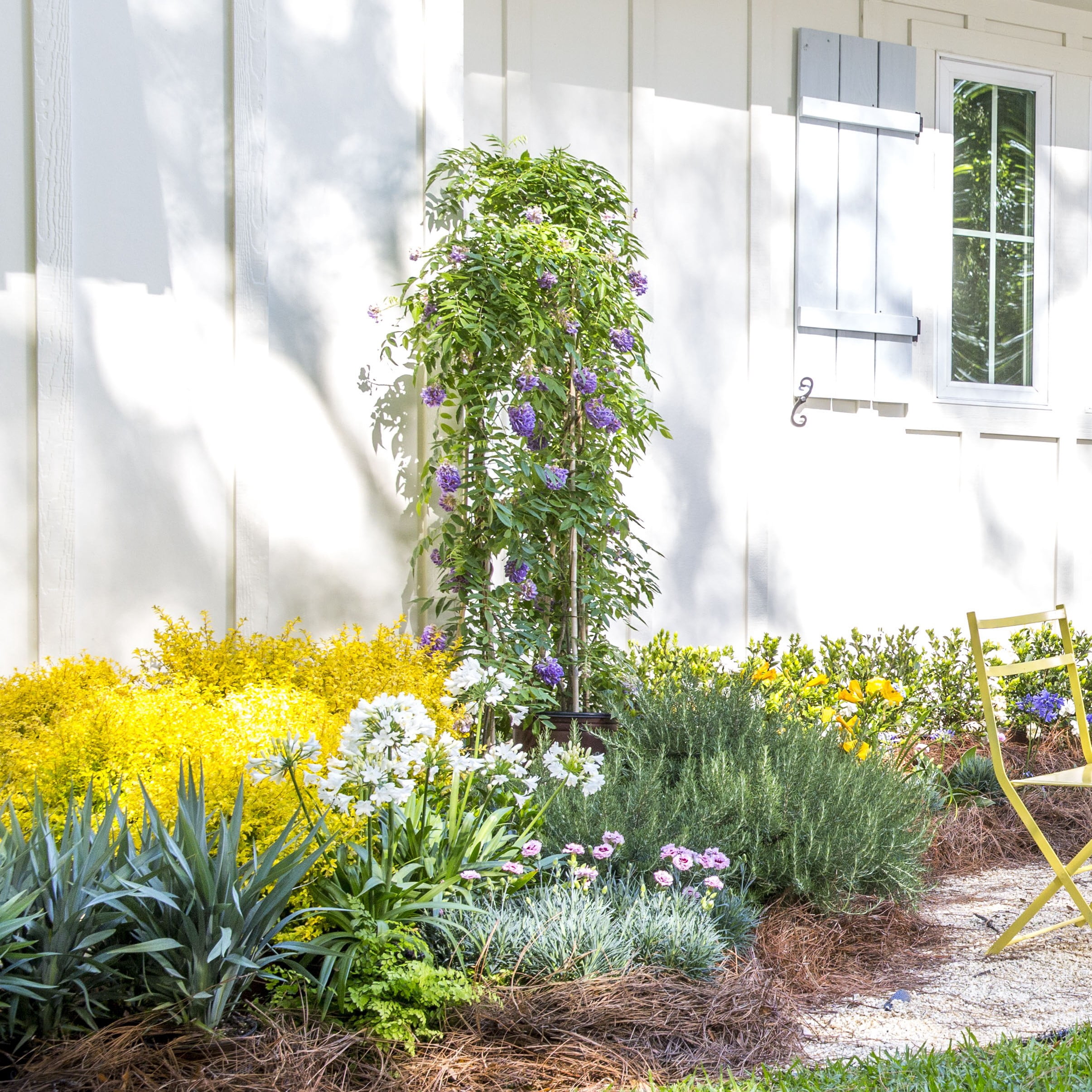 Expert Gardener Amethyst Falls Wisteria Vine, 2.5 Gallon - Lavender-Purple, Sun Exposure Needs: Full Sun or Partial Shade