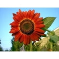 thumbnail image 1 of 25 RED SUN SUNFLOWER Helianthus Annuus Flower Seeds, 1 of 2