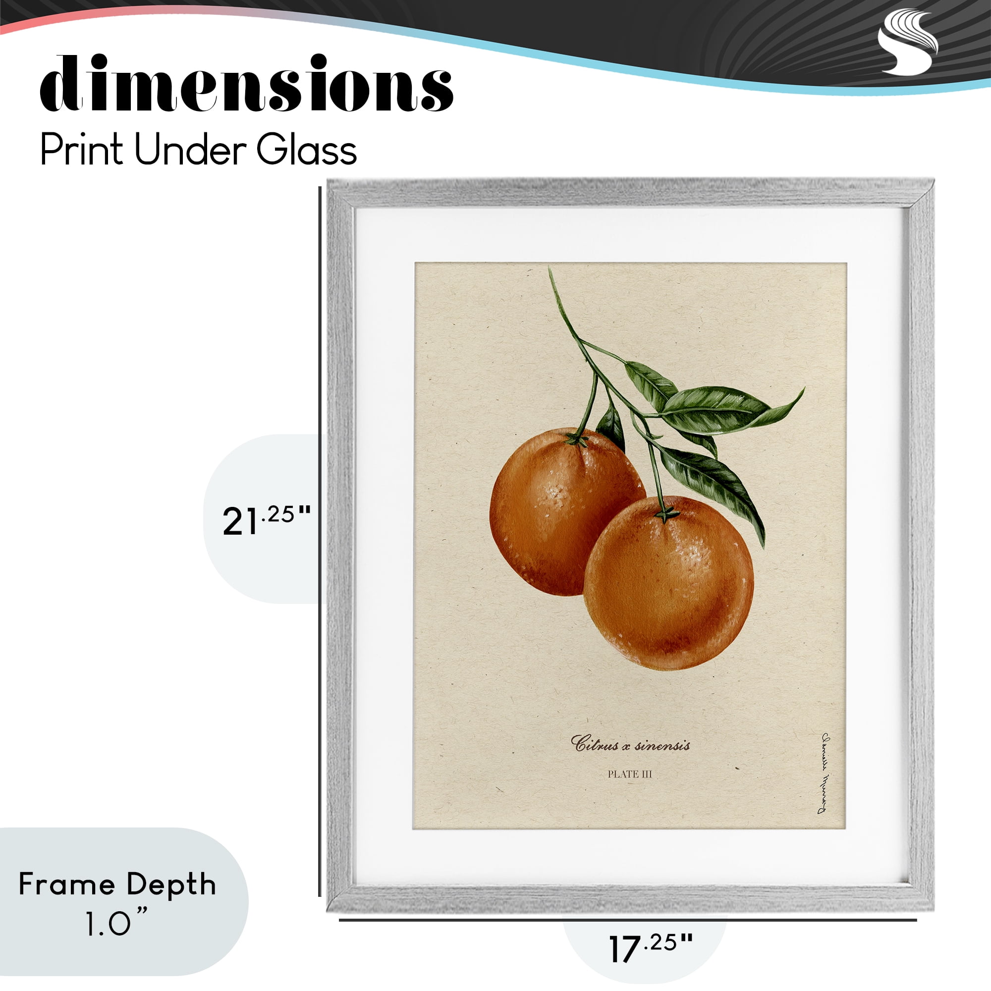 Stupell Industries Orange Fruit Portrait Gray Framed Print Under Glass, design by Danielle Murray