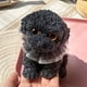 thumbnail image 1 of Juguetes de piscina, juguetes para bebés, juguetes para niños pequeños, adornos, regalos para novias, juguetes de simulación, juguetes para perros, juguetes sensoriales, regalos para niños, juguetes b, 1 of 3