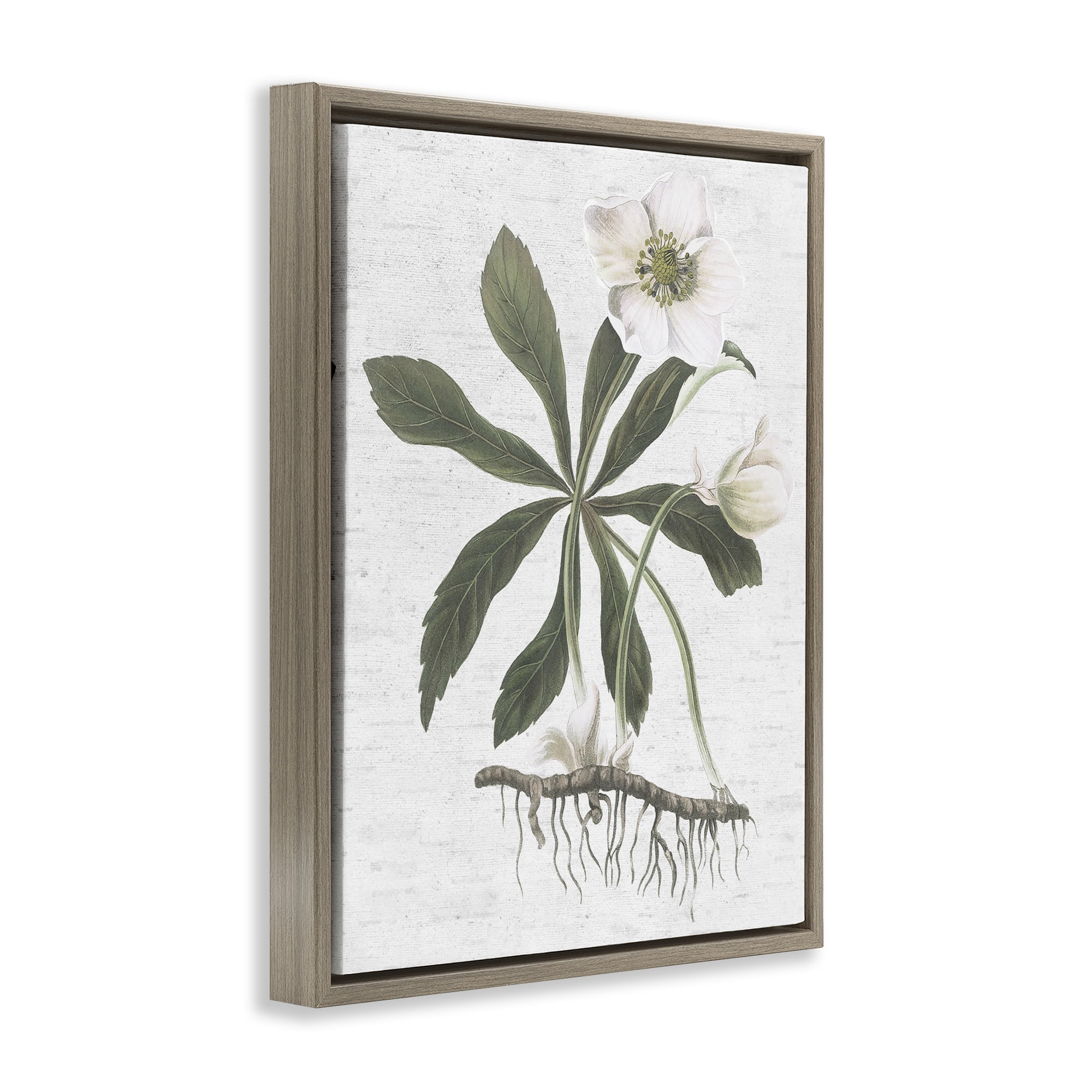 Stupell Industries Magnolia Flower Study Botanical & Floral Painting Brown Floater Framed Art Print Wall Art, 25 x 31