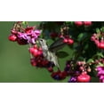 thumbnail image 5 of Expert Gardener 1.5G Fuschia Hanging Basket, 5 of 5
