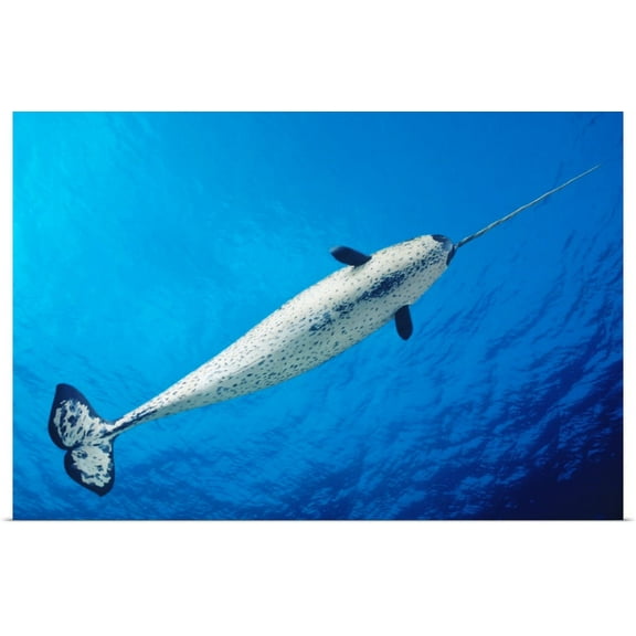 GBC | "Male Narwhal (Monodon Monoceros) In Clear Blue Ocean Water Near Surface" Art Print - 36x24