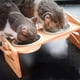 thumbnail image 4 of Cuencos para Mascotas Sunnimix Con soporte Ajustable Elevado para gatos cachorro, 4 of 7