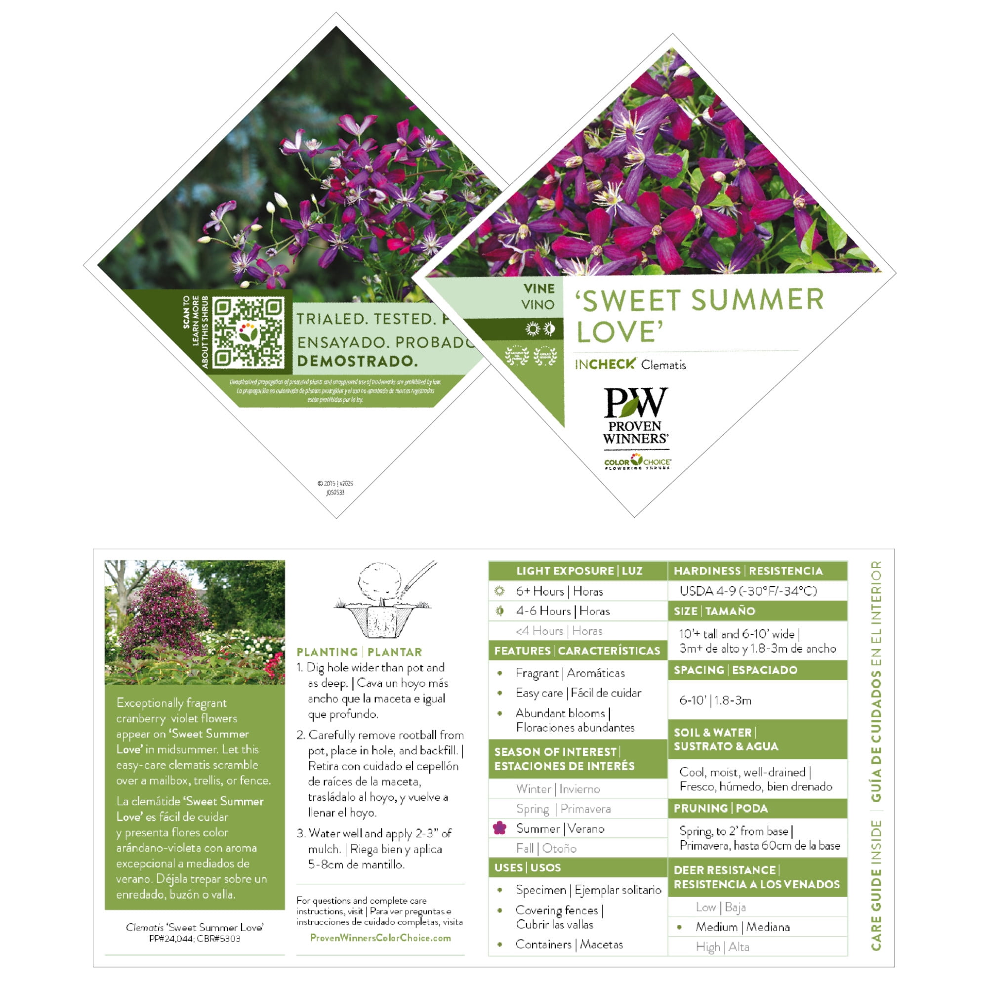 Proven Winners ColorChoice 5" Purple 'Sweet Summer Love' Clematis Live Plant in 4.5" Pot (4 Count)