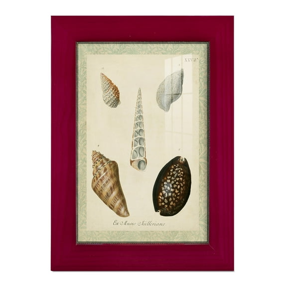 Bookplate Shells IX - Framed Print w/glass - Cherry Red