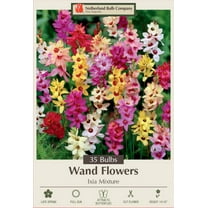 Wand Flower Mix - Ixia - Exquisite Color! - 5/  cm Bulbs - 35 Bulbs