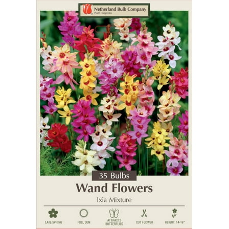 Wand Flower Mix - Ixia - Exquisite Color! - 5/  cm Bulbs - 35 Bulbs