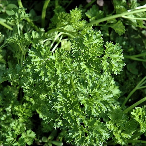 Forest Green Parsley Herb Seeds - 500 Count Seed Pack - Non GMO - A delicately Curled and Compact Variety That has Long Stems with Dark Green, Double and tripled Curled Leaves