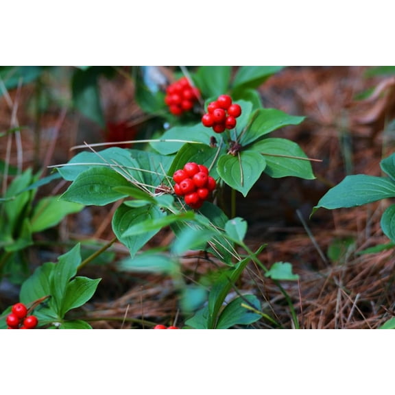 30 Bunchberry Bush Seeds for Planting - Cornus canadensis - Bunchberry Dogwood