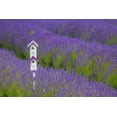 thumbnail image 2 of Gulin, Sylvia 14x11 White Modern Wood Framed Museum Art Print Titled - Washington State-Sequim-early summer blooming Lavender fields rows with bird house, 2 of 4