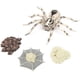 thumbnail image 3 of Modelo de insecto de simulación, modelo de insecto de alta simulación, modelo de insecto, juguete de regalo, modelo de insecto, resultados impresionantes, 3 of 8