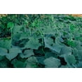 thumbnail image 4 of Marketmore 76 Cucumber Seeds, 4 of 5