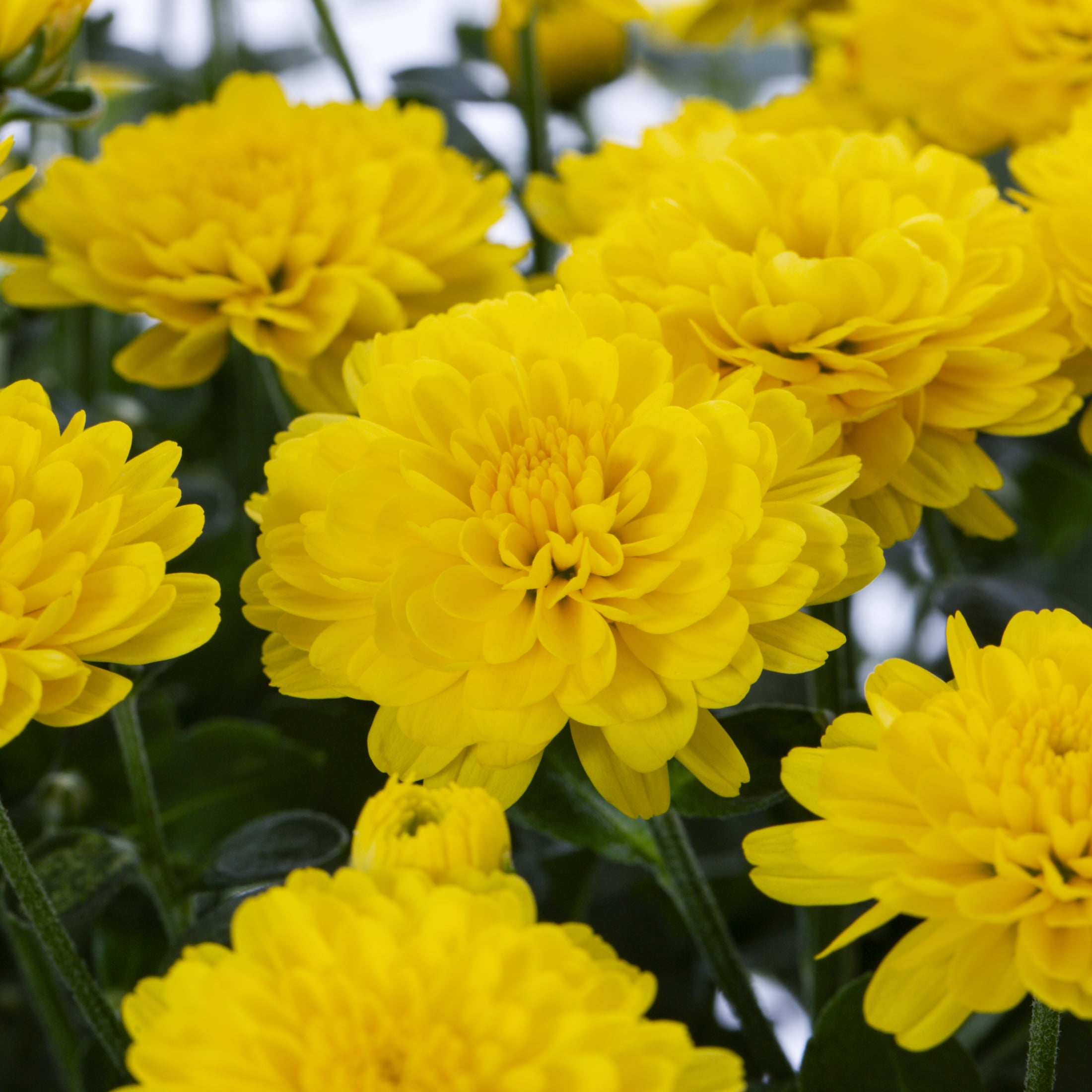 Expert Gardener 8" Yellow Garden Mum Live Plants in Grower Pots (5 Count)