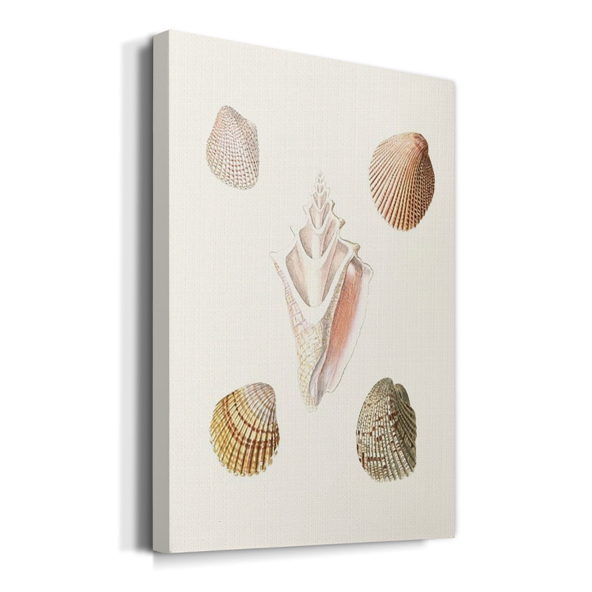 Pastel Knorr Shells IX Premium Gallery Wrapped Canvas - Ready to Hang