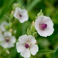 thumbnail image 4 of Marsh Mallow Seed - Althaea Officinalis Herb Seeds - 2000 Seeds, 4 of 4