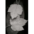 thumbnail image 2 of Vitaly Geyman 28x40 Gallery Wrapped Canvas Wall Art Titled - Water Leaf I BandW, 2 of 4