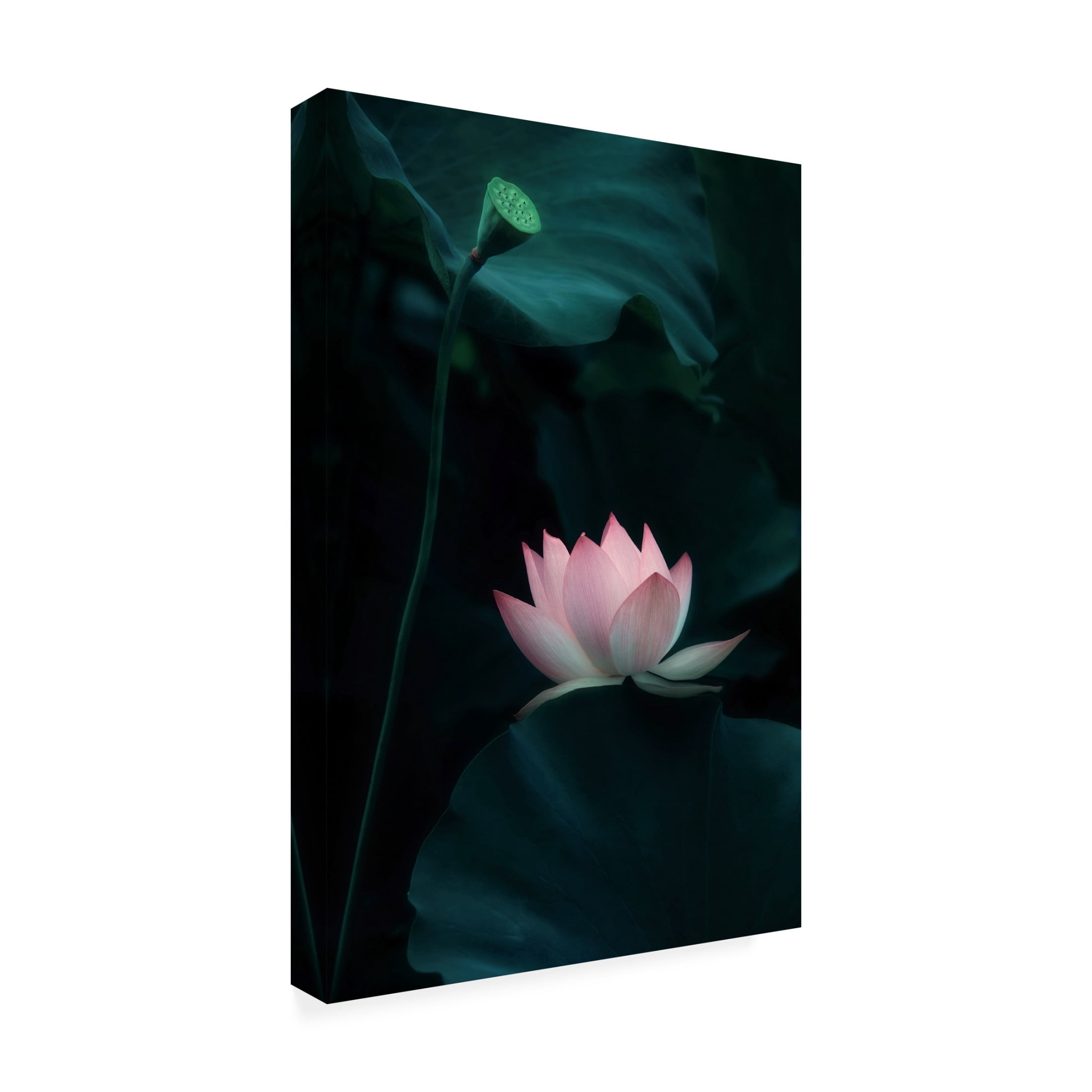 Trademark Fine Art Catherine W. Lotus Flower Canvas Wall Art