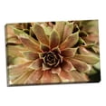 thumbnail image 2 of Gango Home Decor Sempervivum Royal Ruby by Erin Berzel (Ready to Hang); One 36x24in Hand-Stretched Canvas, 2 of 4