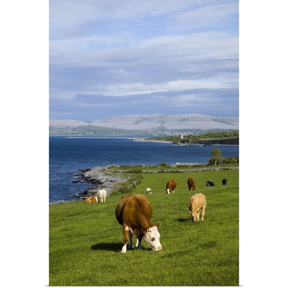 Great BIG Canvas | "Cows Grazing On The Burren Coast Near Ballyvaghan; County Clare, Ireland" Art Print - 16x24