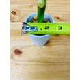 thumbnail image 4 of 4\u201d Live Lucky Bamboo Plant in White Ceramic Vase 10, 4 of 7