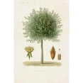 thumbnail image 3 of Unknown 11x14 Black Modern Framed Museum Art Print Titled - Antique Tree with Fruit X, 3 of 5