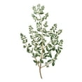thumbnail image 2 of Kimberly, Allen 19x24 White Modern Wood Framed Museum Art Print Titled - Herbs on White 2, 2 of 4