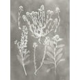 thumbnail image 2 of Vision Studio 25x32 White Modern Wood Framed Museum Art Print Titled - Herbarium Study III, 2 of 4