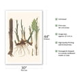 thumbnail image 2 of Bactris Major and Daemonorops Draco Palm Trees - Roots - Vintage Botanical Illustration by Carl Friedrich Philipp von Martius c.1820s - Fine Art Matte Paper Print (Unframed) 30x44in, 2 of 4