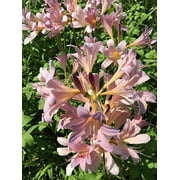 3 Bareroot Pink Spider Lily/Surprise Lily/Naked Lady Lily/Resurrection Lily/August Lily/Raidanti Squamigera