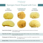 Neptune Caribbean Sea Sponge, Small (Approx. 4–5 Inch), Hand Processed, Natural & Eco-Friendly Bath Sponge
