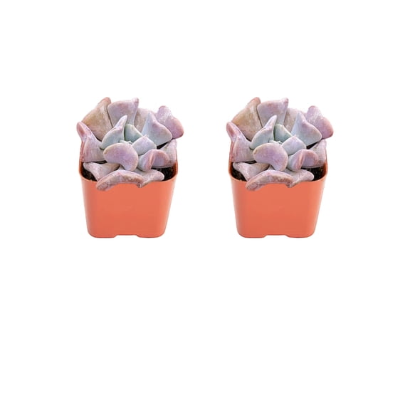 Mini Succulents Plants Live- 2"Echeveria Cubic Frost Succulent 2pack -Small Indoor Succulents Houseplant -Outdoor Live Plant for Home Decor