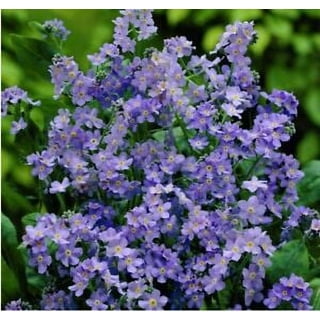 Forget Me Not (Dwarf) Seeds - Ultramarine - Packet - Blue Flower Seeds,  Heirloom Seed Attracts Bees, Attracts Butterflies, Attracts Hummingbirds,  Attracts Pollinators, Easy to Grow & Maintain 