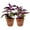 2 Plants, variant on Purple Passion Plant - Royal Velvet Plant - Live Starter Plant in a 2 Inch Pot - Gynura Aurantica - Rare Indoor Houseplant