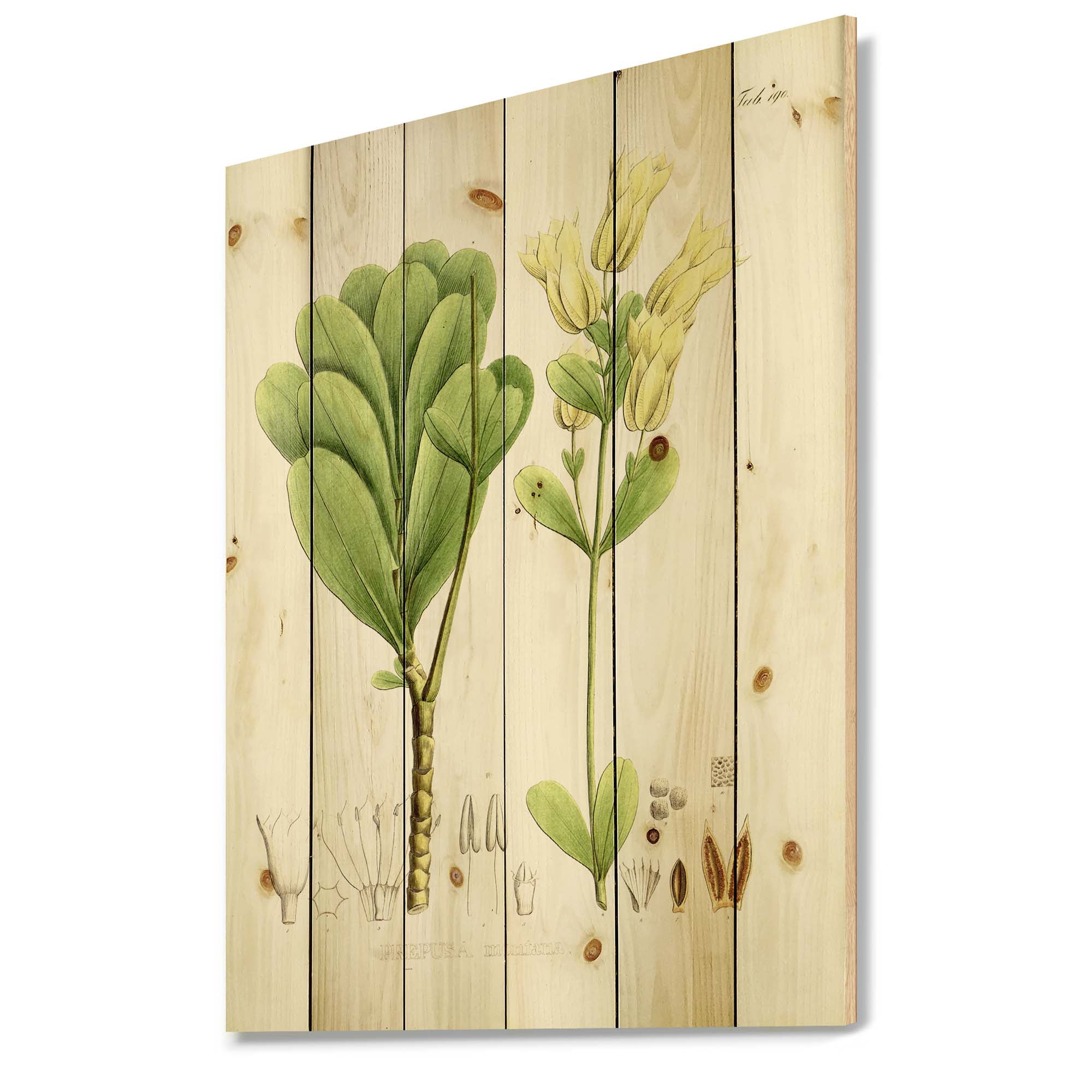 Designart 'Ancient Brazilian Plant III' Traditional Print on Natural Pine Wood