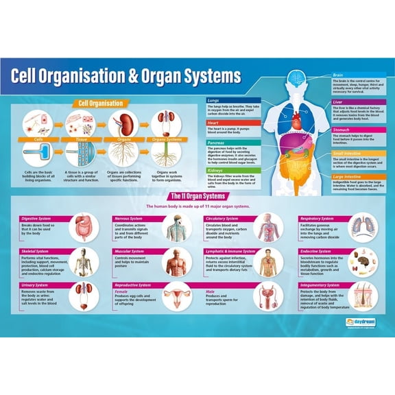 Daydream Education Cell Organization & Organ Systems Poster - EXTRA LARGE Laminated - Science Middle & High School Classroom Decoration - Wall Charts