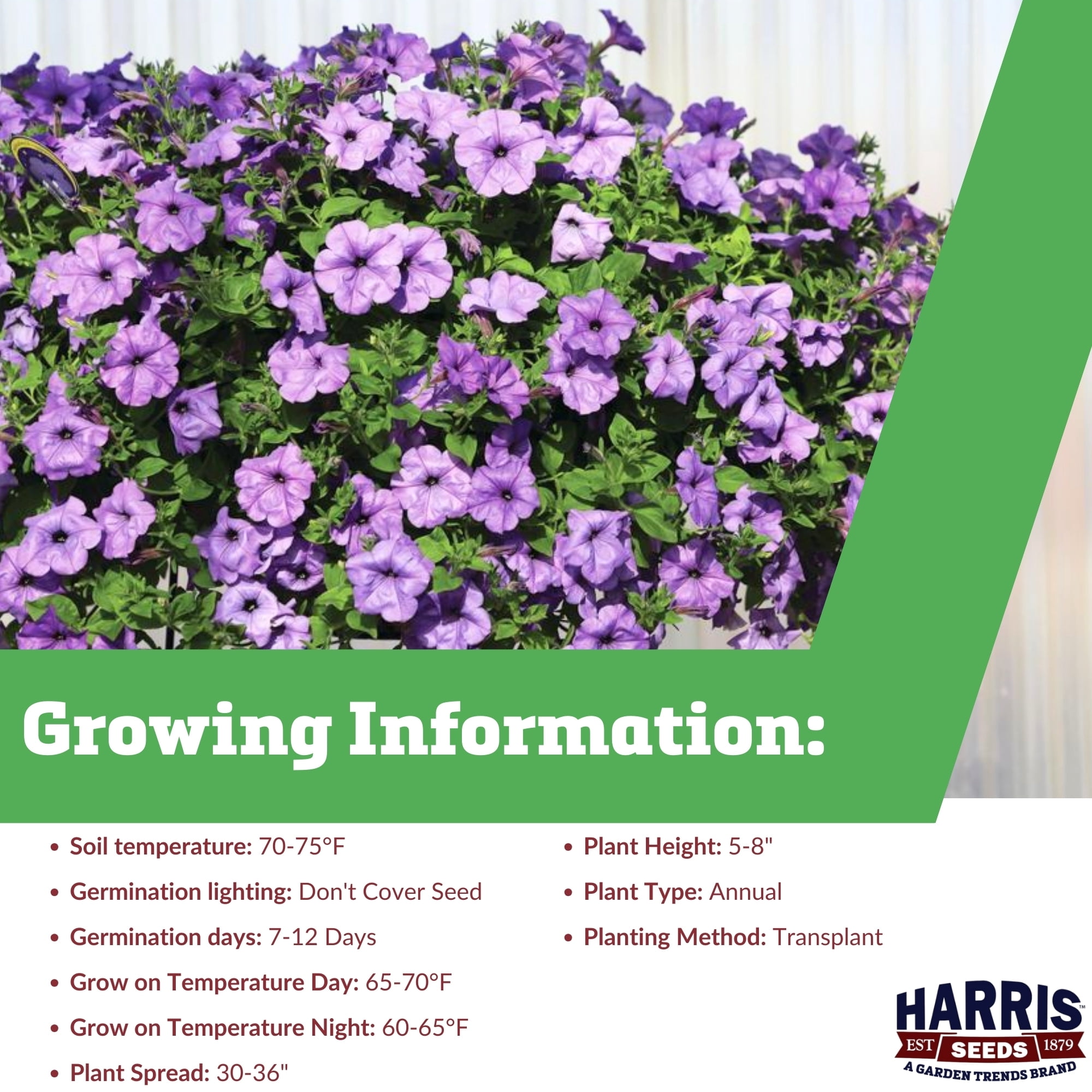 Harris Seeds Petunia Evening Scentsation F1, Indigo Flower, 100 Count