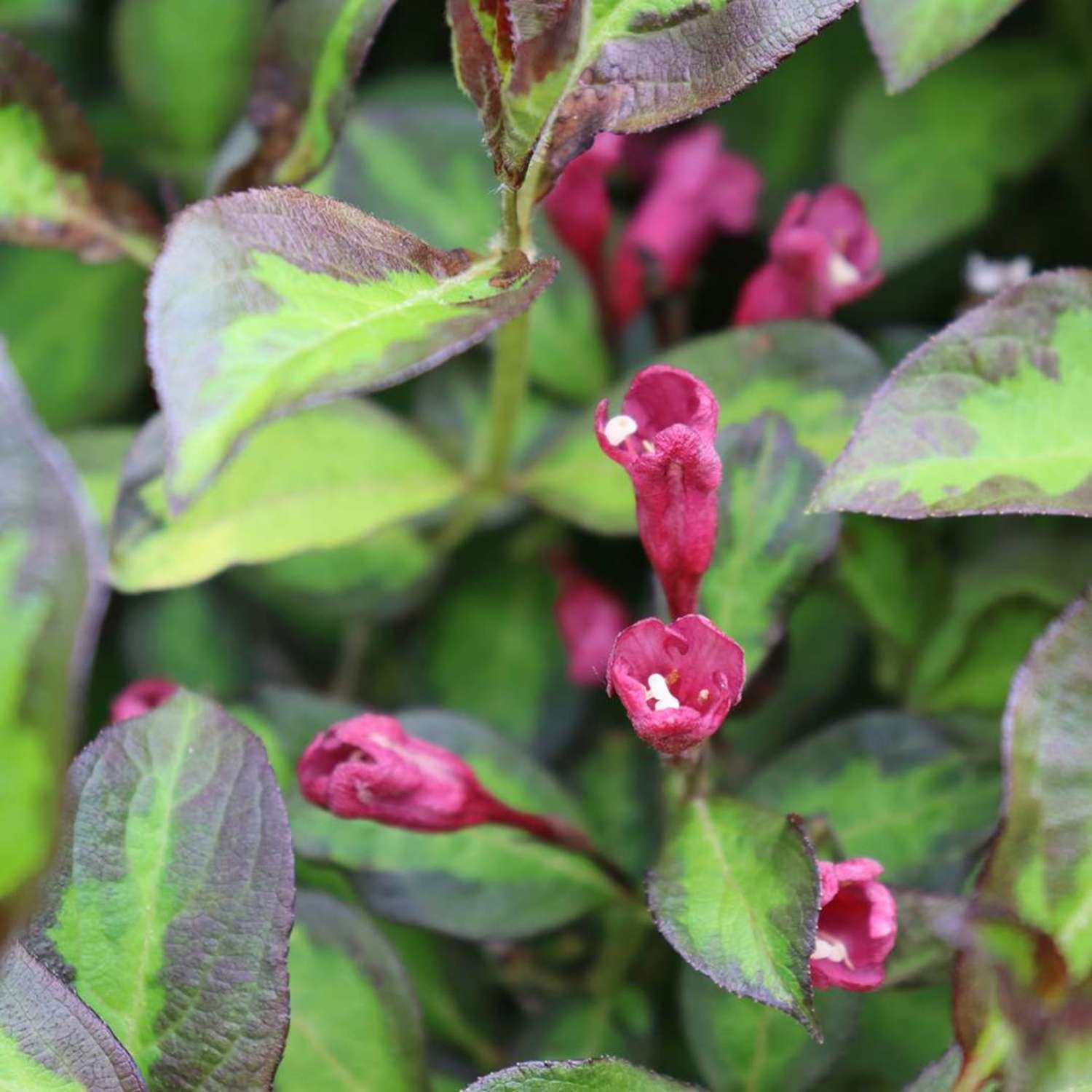 Proven Winners ColorChoice 5" Red Vinho Verde Weigela Live Plant in 4.5" Pot (4 Count)