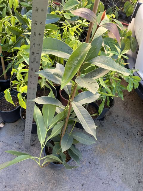 Java Plum Tree Black Plum Fruit Plant Syzygium Cumini Jamun Tree 1.5-2 Feet Tall Gal Pot