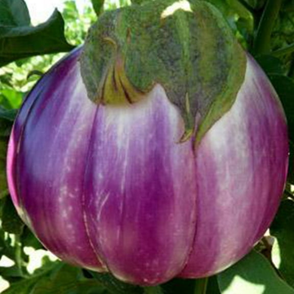 Rosa Bianca Eggplant - 250 mg ~55 Seeds - Open Pollinated, Non-GMO, Farm & Vegetable Gardening Seeds