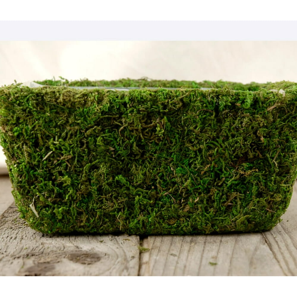Moss Pots Natural Preserved (8.5 inch x 5.25) with liners