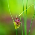 thumbnail image 3 of Easy to Grow Allium Vineale Dready 20 Plant Bulbs, Sun Summer Zones 4-9, 3 of 7