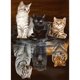 thumbnail image 2 of Cuadros Decorativos Bordado completo Hilo de algodón ecológico (11CT) (Contado) Cat Tiger Cross Stitch Craft Wdftyju embutido en tela, 2 of 9