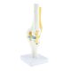 thumbnail image 4 of l Cráneo Del Modelo de rticulación de La de Odontologia de Tamaño Real Cola Estatua de la articulación de la rodilla humana, 4 of 8