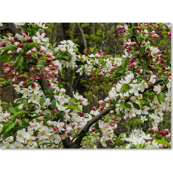 Trademark Fine Art "Apple blossoms II" Canvas Art by Kurt Shaffer