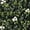 Bloom, variant on Select Surfaces Artificial Hedge Panels, 2-Pack, Choose Type