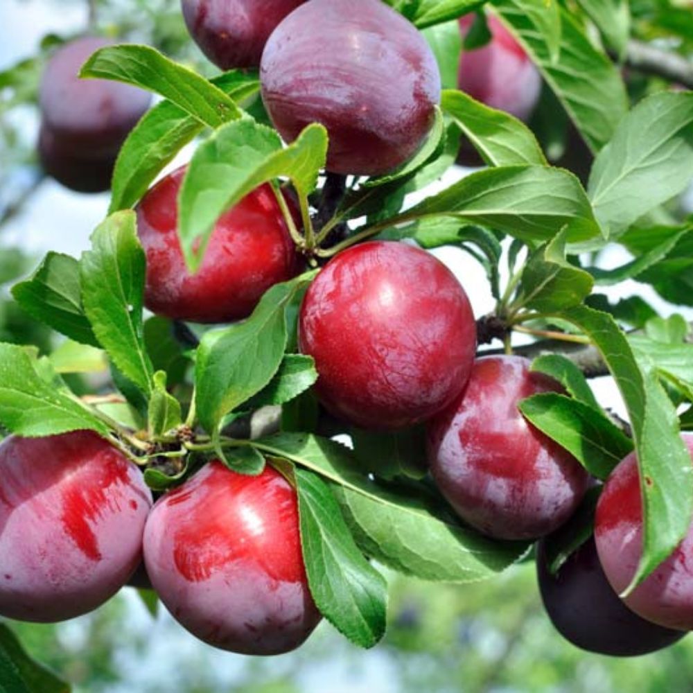 Expert Gardener 3-4 ft. tall Burbank Plum Live Tree in 7- Gallon Grower Pot