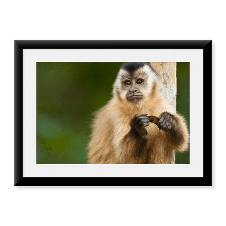 Framed Art Print, Close-up of a Brown capuchin (Cebus apella) by Panoramic Images, 17-7/8" x 21-7/8"