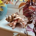thumbnail image 4 of Realistic Resin Fingercrab Unique Desktop Ornament for Distinctive Decoration & Hangs, 4 of 7